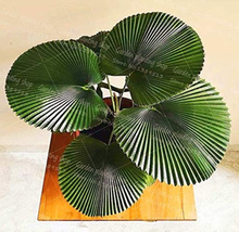 New Fresh 10Pcs/Bag Palm Bonsai Plant Perennial Purification Air Palm Tr... - $82.94 MXN