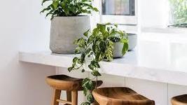 Pearls and Jade Pothos , Devil’s Ivy in 3&quot; Pot - £20.36 GBP