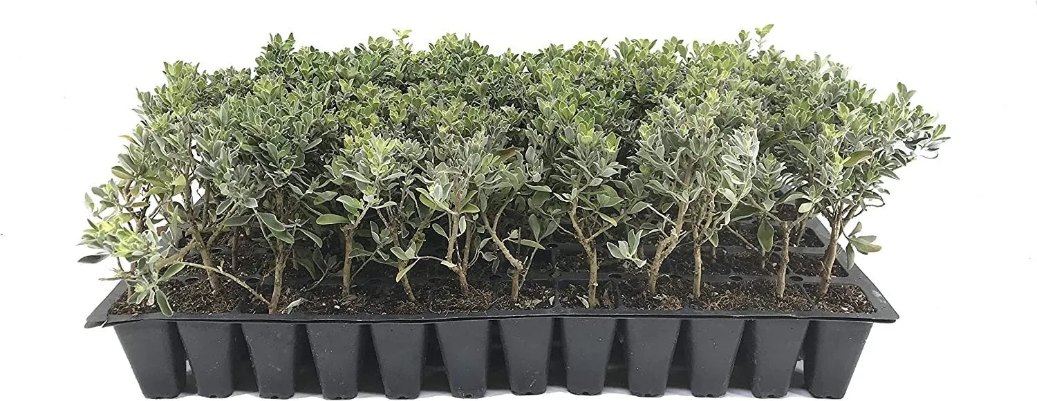 Texas Sage Live Plants Leucophyllum Frutescens Low Maintenance - $40.77