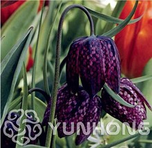 New Fresh 100Pcs Snake S Head Persian Fritillary Bonsai Fritillaria Meleagris Se - £8.39 GBP