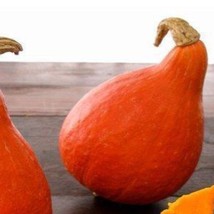 Uchiki Kuri Japanese Hubbard Cucurbita Maxima Japanese Sweet Chestnut Squash Red - £6.11 GBP