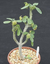 Dorstenia lavrano 10341 exotic rare seed cacti 10 SEEDS - £7.08 GBP