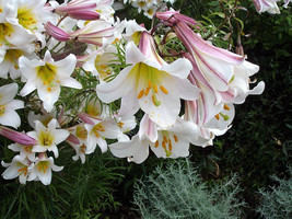 10 Regal Trumpet Lily Royal Kings Lilium Regale White Pink Yellow Flower Seeds F - $21.60