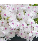 Amazing Grace Phlox Starter Plant White Flowers Fresh Garden Fast Shipping - €46,73 EUR