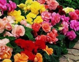 20+ GORGEOUS BEGONIA MIX FLOWER SEEDS ANNUAL or INDOOR HOUSE PLANT - $9.84