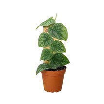 Monstera 'Dubia' (Shingle Plant)-4" Pot / Nursery Pot - $1,329.71 MXN