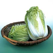 HeirloomSupplySuccess 100 Heirloom Chinese Michihili Napa Cabbage seeds - $3.99
