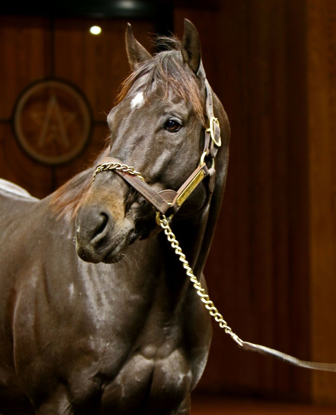 COLOR PHOTO -LEADING SIRE- TAKE CHARGE INDY  at Winstar Farm #2 - $8.00+