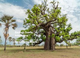 Baobab Tree- 5 Seeds  -Rare -Tropical Collectors -Adansonia - £7.02 GBP