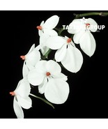 AERANGIS LUTEO-ALBA SMALL SIZE ORCHID POTTED - $616.50 MXN