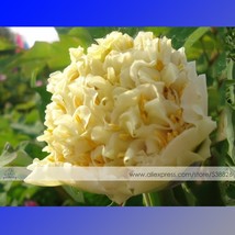 Fresh Seeds 1 Pack 5 Seeds Yellow Chinese Tree Peony Seeds China Peony Yao S Yel - $9.44