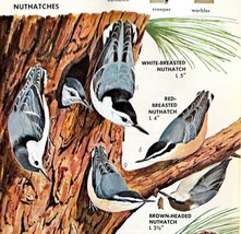 Nuthatches &amp; Creeper Varieties And Types 1966 Color Bird Art Print Natur... - £16.11 GBP