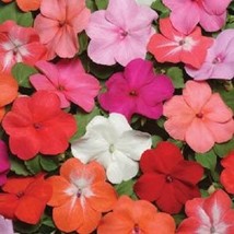 50 Seeds Impatiens Super Elfin Xp Formula Mix Flower Seeds Impatiens Seeds Garde - £9.56 GBP