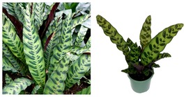 NEW ! Rattlesnake Plant - Calathea lancifolia - Easy House Plant - 4&quot; Pot - £37.76 GBP