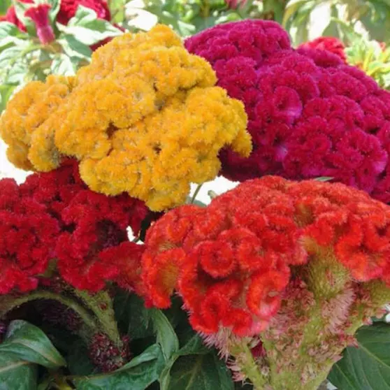 KS Cristata Mix Celosia Organic Non Gmo Planting 100 Seeds  - $9.70
