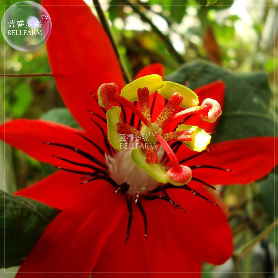Passiflora Coccinea Red Passion Flower Seeds 30 Seeds - $7.99