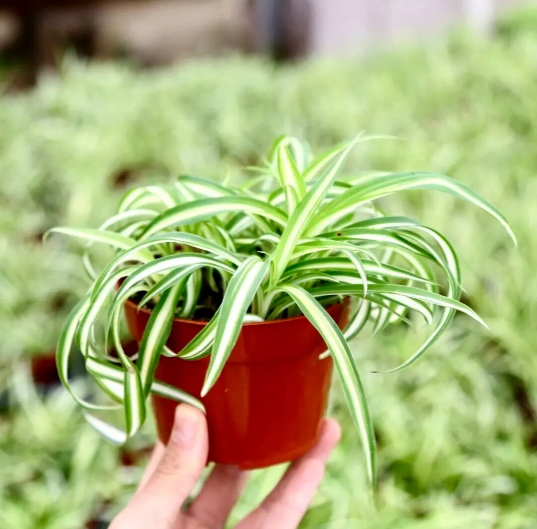 Curly Spider Plant Chlorophytum Comosum &#39;Bonnie&#39; Live Houseplant in 4” Pot - $27.85