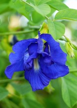 Butterfly pea - Clitoria ternatea - 5+ seeds - Semillas - Graines - Same... - $88.25 MXN