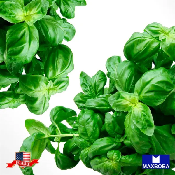 1000 Basil Seed Italian Large Leaf Non-Gmo Heirloom Open Pollinated Garden - £6.23 GBP