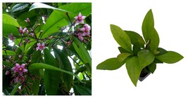 Live Plant - Shoebutton Plant - Ardisia humilis - Tropical House Plant -... - £25.95 GBP