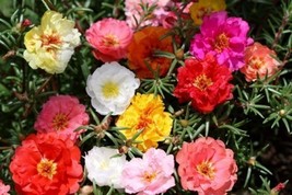 Moss Rose Portulaca Double Mix 1000 Seeds  From US - £6.73 GBP