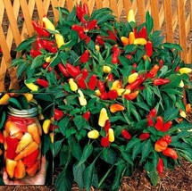 Sweet Pickle Pepper 20 Seeds The Christmas Tree Pepper Fresh Garden USA SELLER - £12.32 GBP