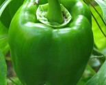 Green Bell Pepper Seeds 30 Emerald Giant Sweet Pepper Non-Gmo Fast Shipping - £7.22 GBP