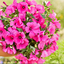 From Usa Rose Mallow Tanagra Hot Pink Blooms Pollinator Attractor Non-GMO 100 Se - £3.53 GBP