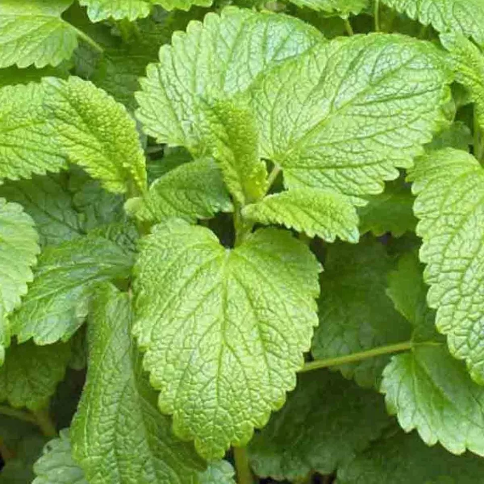 MBK 1500 Seeds Lemon Balm Citronella Perennial Mosquito Insect Repellent Non-Gmo - £7.17 GBP