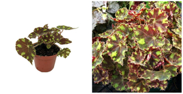 Begonia Darling Terrarium Little Fairy Houseplant 2.5&quot; Pot - C2  - $45.07