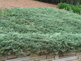 SEPTH ( 4 ) - Blue Rug Spreading Juniper - ( 1 QT ) ( 4 live plants ) - $37.49