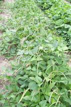 150 Pcs Mississippi Cream Pea Cowpea Seeds #MNTS - £15.66 GBP