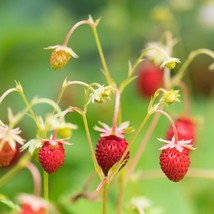Wild Strawberry Seeds (20) - Organic Fragaria Vesca, Easy-to-Grow Fruit Garden,  - £5.85 GBP