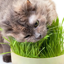 Cat Grass Oats Seeds 15 Grams Botanical Interests Fresh - $17.98