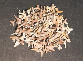 Great Collection of Shark Teeth Fossil Shark Teeth Fossils for Kids Foss... - €29,84 EUR