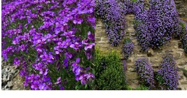 1000+ Purple Rock Cress Seeds | Lilac Bush Perennial Groundcover Garden Seeds - £33.66 GBP