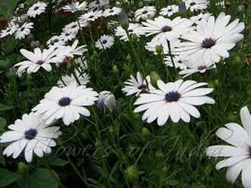 50 Seeds African Daisy White Flower - $9.82