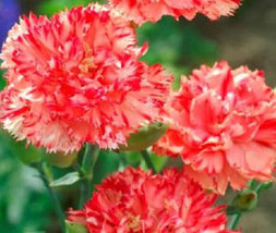 Carnation Seeds Chabaud Orange Dianthus Seeds 50 Flower Seedsgarden Beautiful US - £17.37 GBP