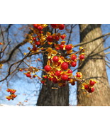Celastrus Orbiculatus Bittersweet Vine Seeds Fresh Seeds - $15.98