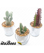 3 Mini Cactus Buckets - Assorted in 2&quot; Metal Bucket - Wedding, Favor, Gift - $25.00