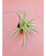Live Spider Plant In 2" Pot - Easy Growth - Air Purifying House Plant - $4.95