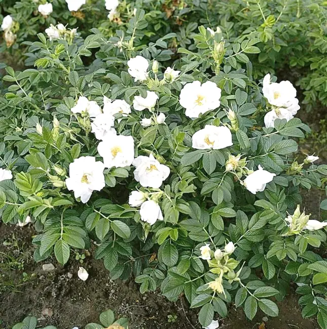 25 White Beach Rose Seeds Rosa Rugosa &#39; Alba &#39; Fresh Garden - £8.79 GBP