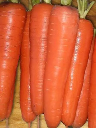 Fresh Seeds Carrot Tendersweet Great Vegetable 1600 Seeds - $11.58