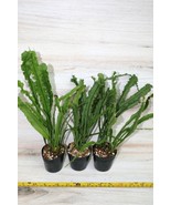 MICROSORUM SP. CROCODILE TEXTURED FERN POTTED - $33.00