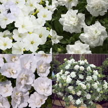 ALGARD Mixed 4 Types of White Petunia Bonsai Flowers, 200 &#39;seeds&#39;, strongly trai - £3.85 GBP