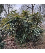 Mahonia X Media Winter Sun Live Plant 1 Gallon Pot Plant Garden - $20,129.86 MXN