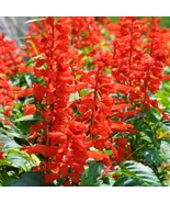 New 100 seed Scarlet Sage Salvia splendens - $11.99