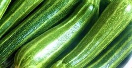 Semilir Cocozelle Zucchini Seeds 30 Seeds Non-Gmo Fast Grow From US - £6.16 GBP