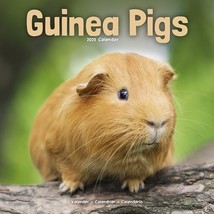 Guinea Pigs 2025 Square Wall Calendar | Animal, Wildlife Calendar: Origi... - $7.00