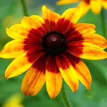 Fresh 3000+ Gloriosa Daisy Seeds Black-Eyed Susan Non-Gmo - £8.33 GBP